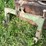#4452-•-john-deere-3-point-quick-hitch-image-2