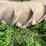 #4469-•-armstrong-tractor-tire-image-4