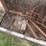 raised-calf-crates-image-16