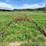 #4450-•-tine-ride-boom-sprayer-image-3