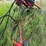 westfield-tfx100-36-grain-auger-image-7