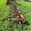 #4426-•-noble-digger-image-2