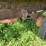 #4478-•-homemade-pin-hitch-dump-box-image-14