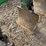 john-deere-975-image-15