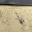 #2038-•-new-kc-weldable-skid-steer-plate-frame-image-7
