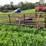 #4460-•-(3)-cattle-gates-image-1