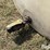ace-roto-mold-1650-gallon-liquid-tank-image-9