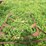 #4471-•-boom-sprayer-on-cart-image-11