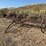 antique-hay-rake-image-1