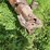 #4478-•-homemade-pin-hitch-dump-box-image-9