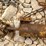 group-of-48-victor-double-coil-spring-traps-image-7