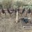 custom-152"-chisel-plow-image-6