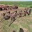 super-chief-4-bottom-plow-image-2