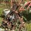 #153-•-pats-barn-sweep-conveyor-image-28