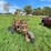 international-710-image-5
