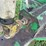 #1040-•-e-z-trail-grain-cart-image-12