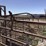 ww-800-livestock-scale-image-18