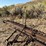 antique-hay-rake-image-12