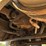 #1751-•-2005-western-star-tri-axle-heavy-haul-truck-tracto-image-33