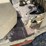 #8614-•-allis-chalmers-p50-forklift-(aps)-image-41