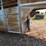 1991-calico-trails-20-ft.-gooseneck-stock-trailer-image-5