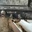 #4485-•-1981-international-cof-9670-grain-truck-(no-title)-image-38