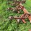 #4426-•-noble-digger-image-11