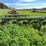 #4462-•-john-deere-(4)-bottom-plow-image-4