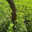 #4437-•-landoll-(7)-tooth-chisel-plow-image-13