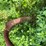 #4463-•-brady-(10)-tooth-chisel-plow-image-12