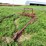 #4450-•-tine-ride-boom-sprayer-image-1