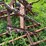 #4467-•-fox-brady-18'-digger-image-11