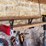 roof-snow-removal-rake-image-4