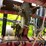 #4455-•-case-5400-soybean-special-grain-drill-image-23