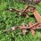 #4426-•-noble-digger-image-12