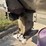 #5021-•-buyers-salt-dogg-sch120-salter/sander-image-7