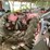 #4484-•-mccormick-super-h-tractor-image-4