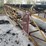 #8625-•-radial-stacking-conveyor-unit-(maq)-image-79