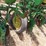 john-deere-4-row-planter-494a-image-4