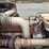#1701-•-2013-kenworth-t800-log-truck-image-83