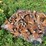 #4446-•-pallet-of-used-chisel-teeth-image-2