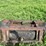 #4447-•-homemade-manure-pusher-image-5