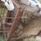 raised-calf-crates-image-18