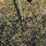 badger-tandem-axle-silage-wagon-image-9