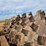 #21146-•-dual-drum-sheeps-foot-image-48
