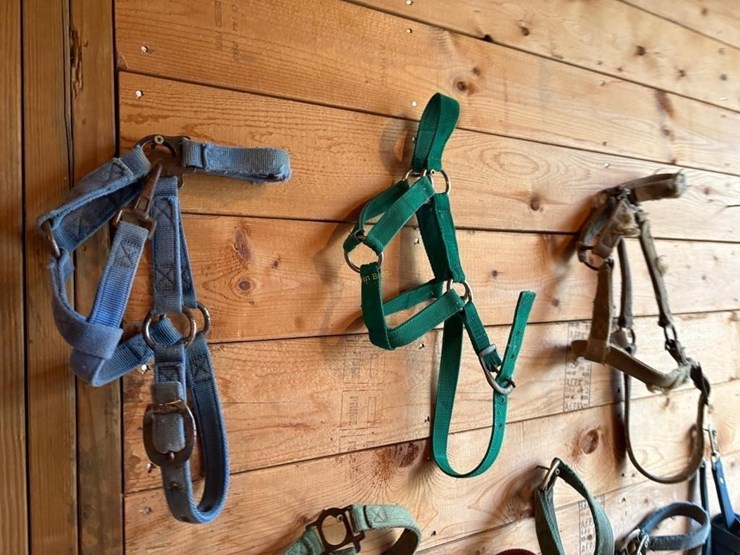 halters-&-driving-lines-image-2