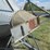 #29358-•-14-ton-feed-bin-image-5