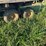 tandem-axle-hay-wagon-as-is-image-8