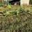 krone-5.52/4x7t-4-basket-tedder-image-3