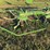 krone-5.52/4x7t-4-basket-tedder-image-4